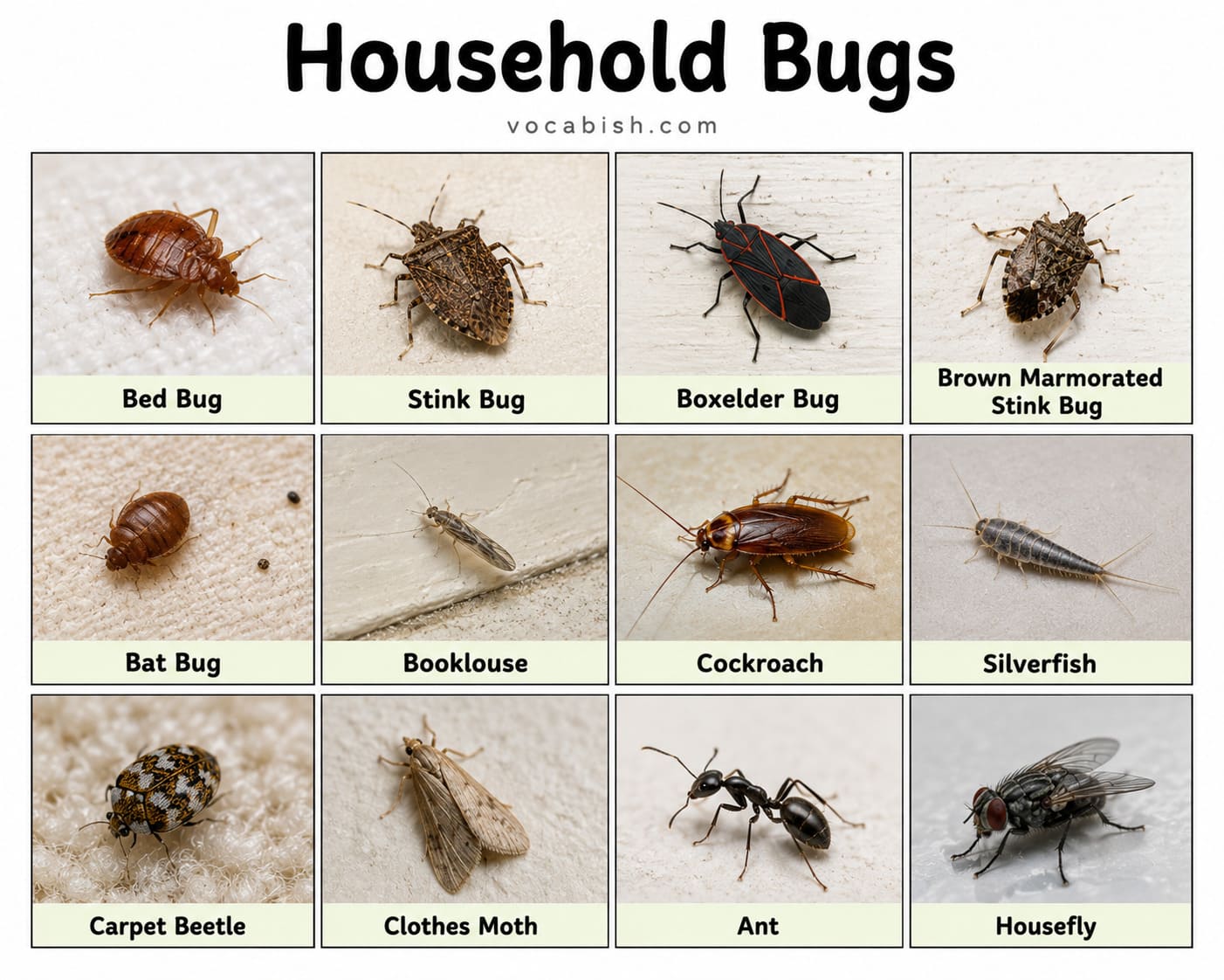 Household Bugs Name in English