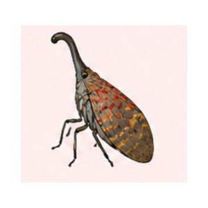 Lantern Bug — Illustration of a lantern bug highlighting its unique elongated head structure.