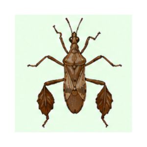 Leaf-footed Bug — Close-up image of a leaf-footed bug showing leaf-like expansions on its hind legs.