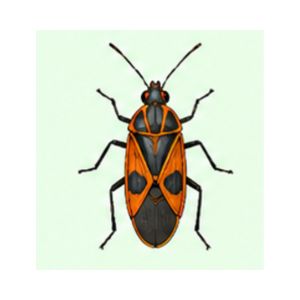 Milkweed Bug — Detailed illustration of a milkweed bug with bright orange and black markings.