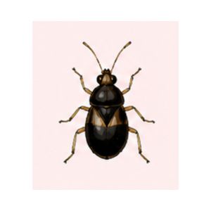 Pirate Bug — Illustration of a pirate bug displaying its small oval body and contrasting wing pattern.