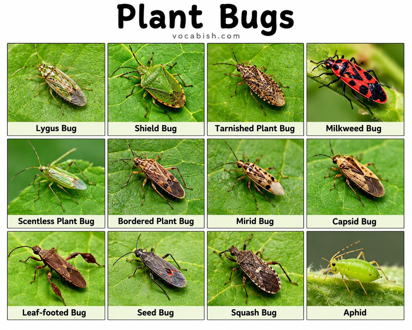 Plant Bugs and Their Names