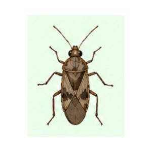 Seed Bug — Close-up illustration of a seed bug showing its narrow body and patterned wings.