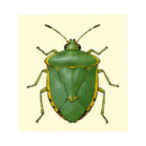 Shield Bug — Detailed image of a shield bug featuring a broad shield-shaped green body.