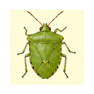 Stink Bug — Illustration of a green stink bug with a distinctive shield-shaped appearance.