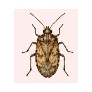 Tarnished Plant Bug — Close-up image of a tarnished plant bug displaying mottled brown markings.