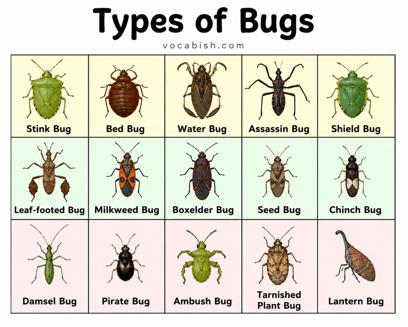 Types of Bugs and Their Pictures