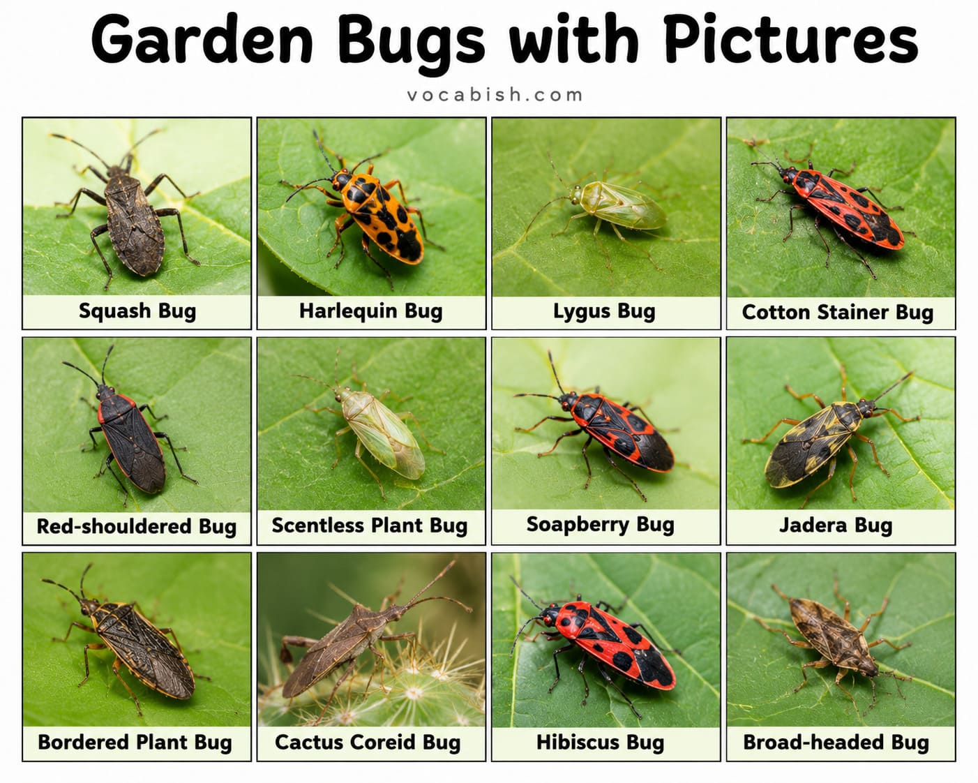 Types of Garden Bugs with Pictures
