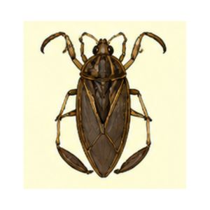 Water Bug — Detailed illustration of a water bug showing its streamlined body adapted for aquatic habitats.