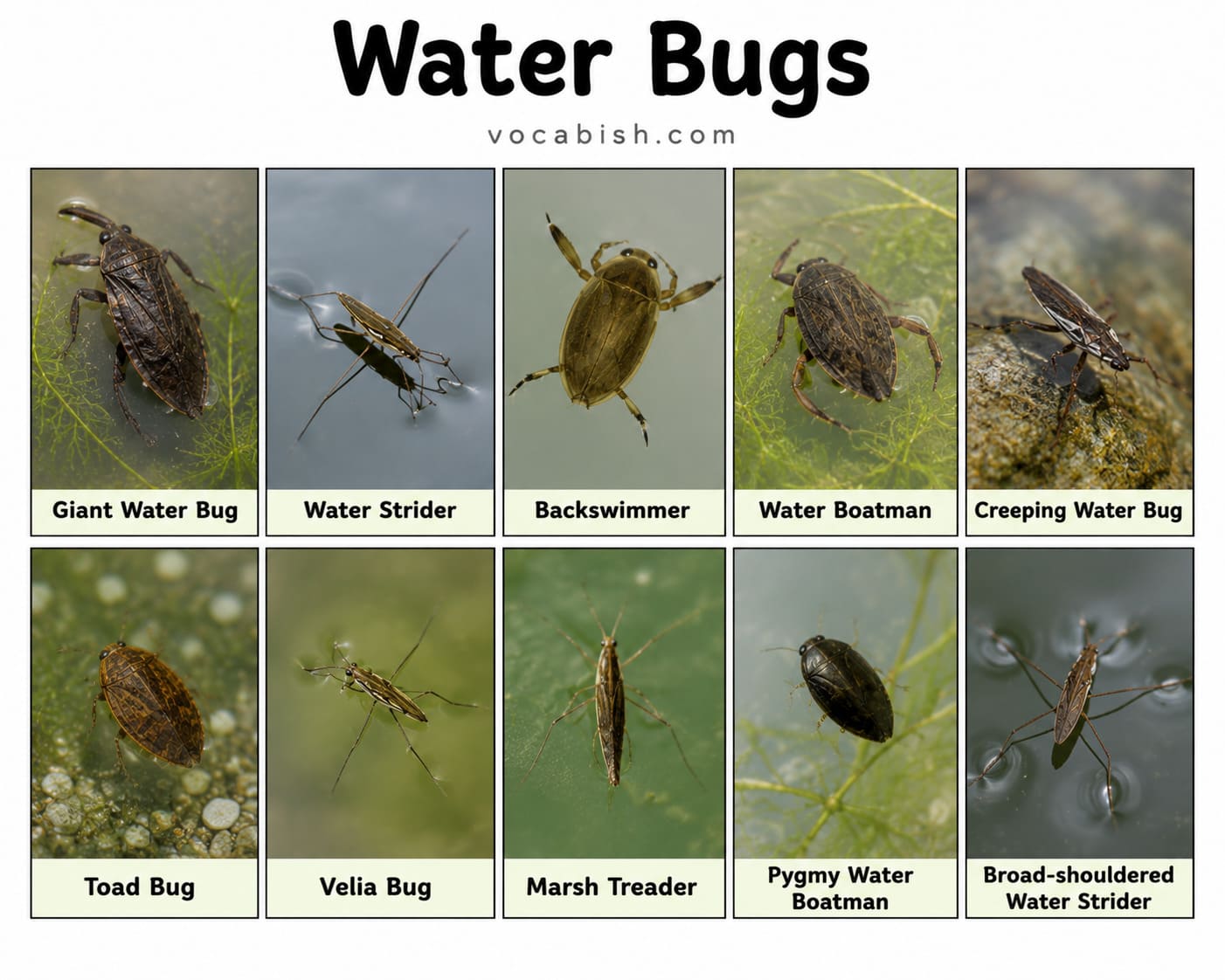 Water Bugs Name and Pictures