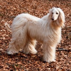Afghan Hound with a tall elegant build and a long flowing silky coat.