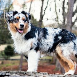 Australian Shepherd with a colourful medium-length coat, bright eyes, and an athletic body.