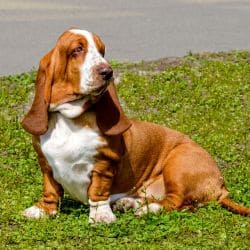 Basset Hound with short legs, long ears, loose skin, and a heavy body.