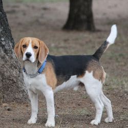 Beagle with a compact body, short tricolour coat, and long hanging ears.