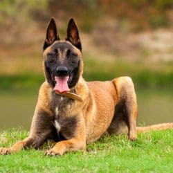Belgian Malinois with a lean athletic body, upright ears, and a short fawn coat.