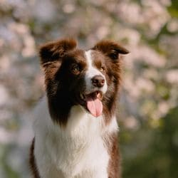 Border Collie with a medium build, black-and-white coat, and focused expression.