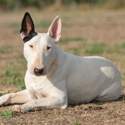 Bull Terrier with a muscular body, short coat, and distinctive egg-shaped head.