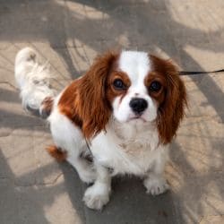 Cavalier King Charles Spaniel with large expressive eyes, long ears, and a silky coat.