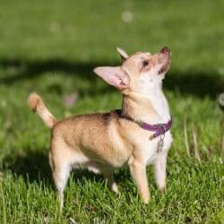 Chihuahua with a very small body, large upright ears, and an alert expression.