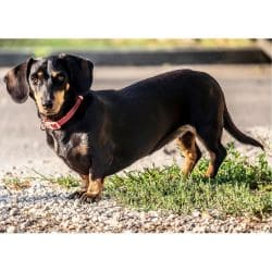 Dachshund with a long body, short legs, and a smooth reddish-brown coat.