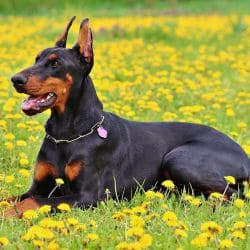 Doberman Pinscher with a sleek muscular body, long legs, and a short dark coat.
