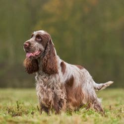 English Cocker Spaniel with long ears, a silky coat, and a compact body.