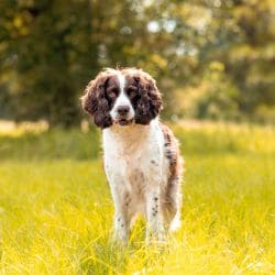English Springer Spaniel with an athletic body, long ears, and a feathered coat.