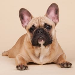 French Bulldog with a compact muscular body, short muzzle, and bat-like ears.