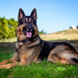 German Shepherd with an athletic build, upright ears, and a dense black-and-tan coat.