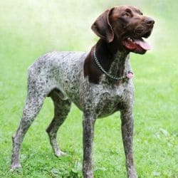 German Shorthaired Pointer with a lean body, short patterned coat, and hanging ears.