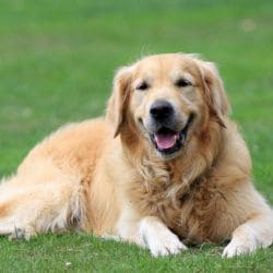 Golden Retriever with a long golden coat, feathered tail, and gentle expression.