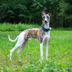 Greyhound with a tall slender body, long legs, deep chest, and short coat.
