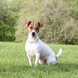 Jack Russell Terrier with a small athletic body and a short white-and-brown coat.