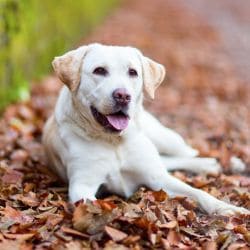 Labrador Retriever with a strong build, broad head, short coat, and friendly expression.