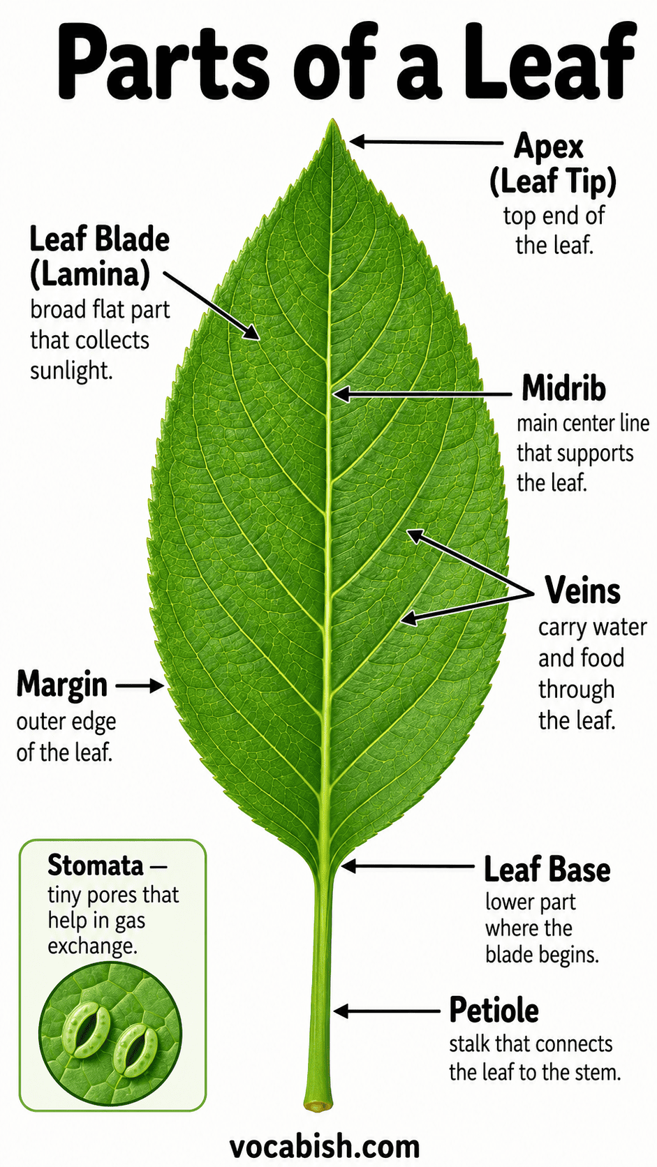 Leaf Anatomy Explained with Functions