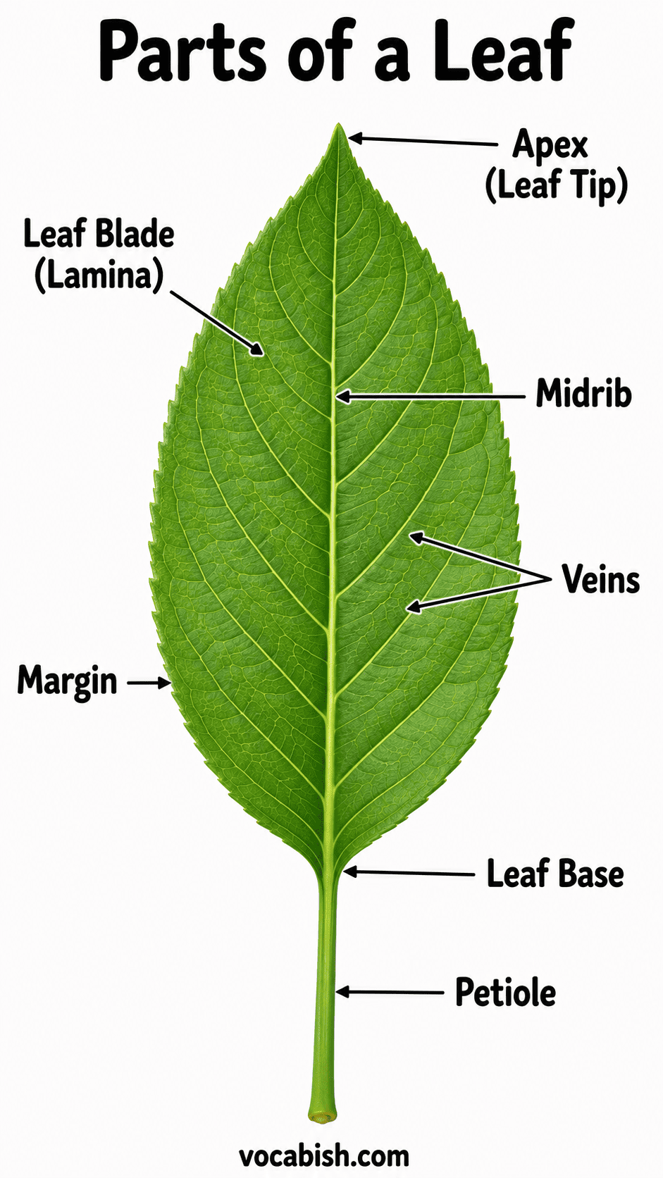 Parts of a Leaf Labeled Diagram