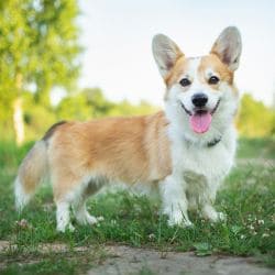 Pembroke Welsh Corgi with short legs, a long body, and large upright ears.