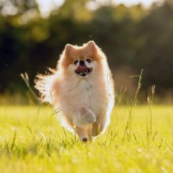 Pomeranian with a fluffy double coat, fox-like face, and plumed tail.
