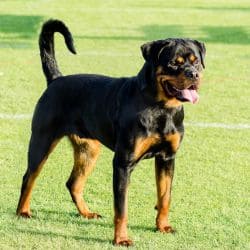 Rottweiler with a muscular body and a short black coat with tan markings.