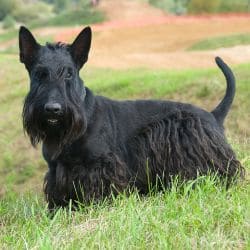 Scottish Terrier with short legs, a wiry dark coat, upright ears, and a beard.