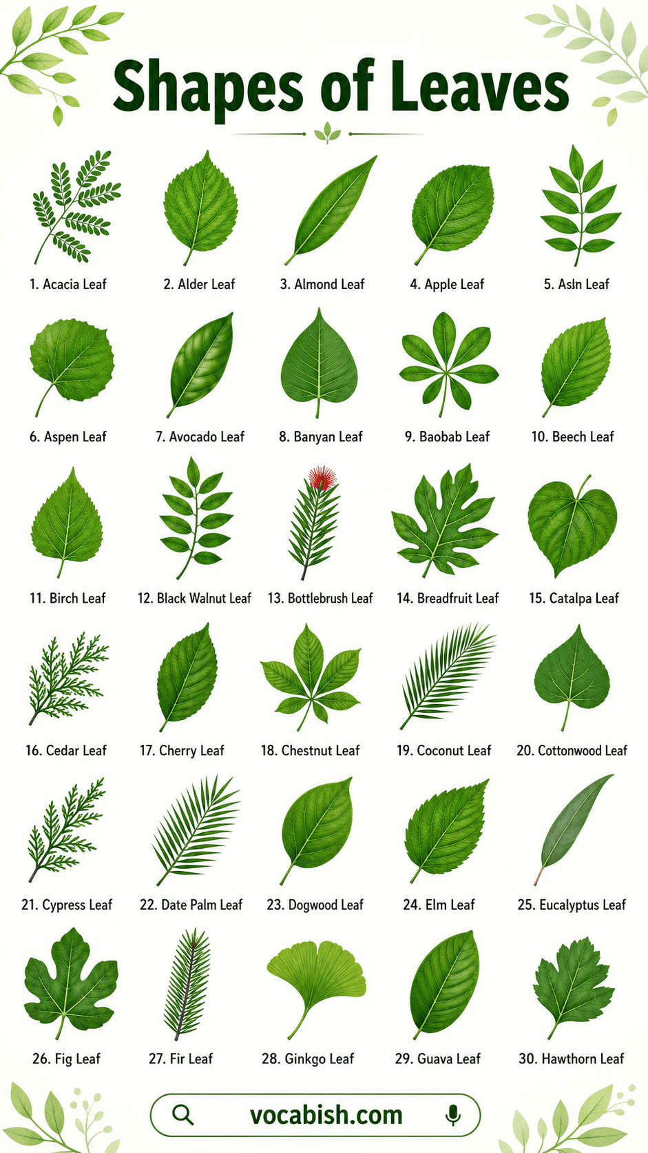 Shapes of Leaves and Their Names