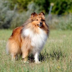 Shetland Sheepdog with a long double coat, narrow face, and alert expression.