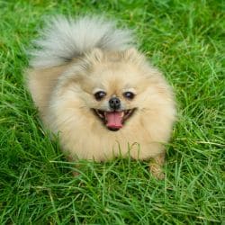 Shih Tzu with a small sturdy body, short muzzle, and long flowing coat.