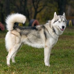 Siberian Husky with a thick double coat, upright ears, and distinctive facial markings.