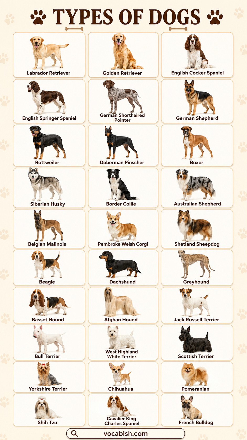 Types of Dogs with Their Names and Pictures