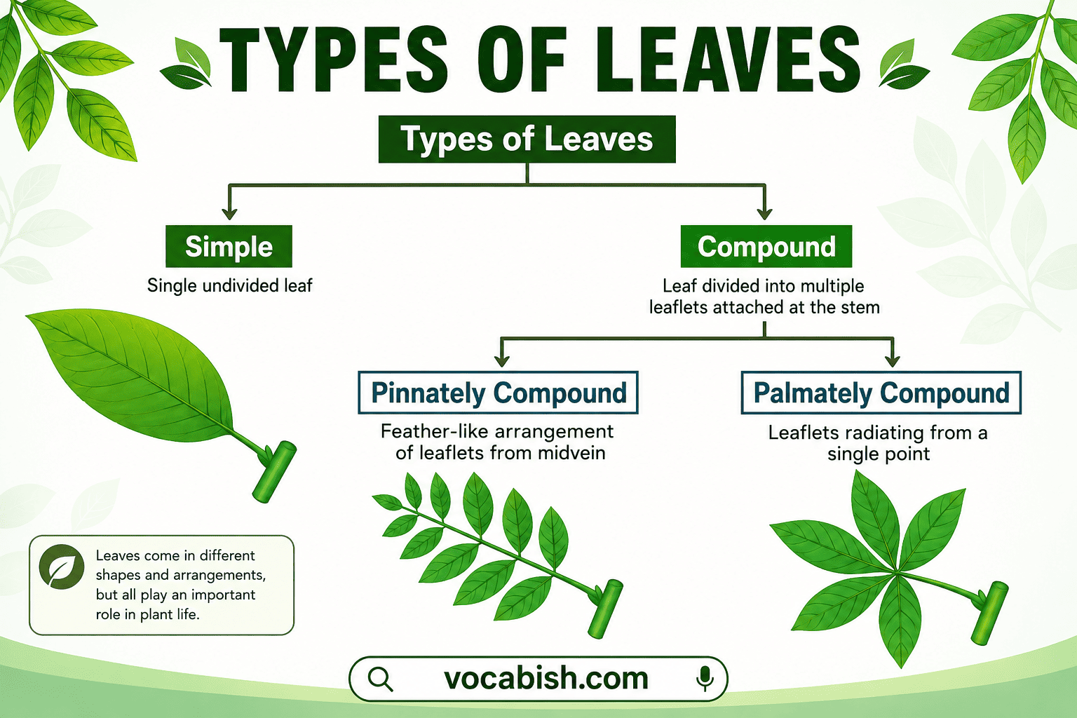 Types of Leaves and Their Functions