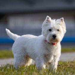 West Highland White Terrier with a small body, white coat, and upright ears.