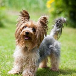 Yorkshire Terrier with a tiny body and a long silky blue-and-tan coat.
