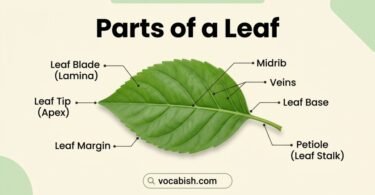 Parts of a Leaf: Names, Functions, and Simple Diagram