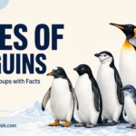 19 Types of Penguins Explained with their Groups and Pictures